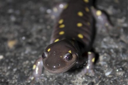 Make way for frogs & salamanders