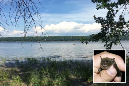 Saugerties moves forward with new Hudson River park, but nesting endangered bats delay construction