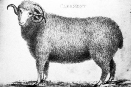 Chancellor’s Sheep & Wool Showcase at Clermont