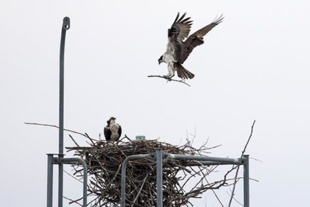 Birdwatchers get ready for The Big Sit