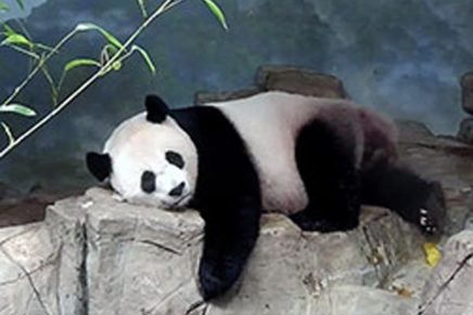 What is the future for zoos?