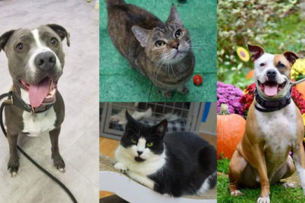 Adopt a dog or cat for free this Saturday