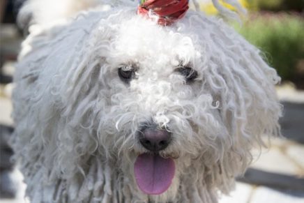 High Falls Pet Show