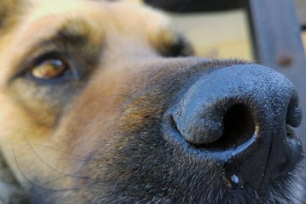 Report: Potentially deadly canine flu may be spreading to Hudson Valley