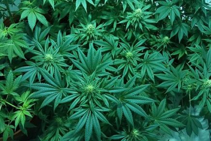 Letter: Whoa there on legal marijuana, says UC Substance Abuse Council
