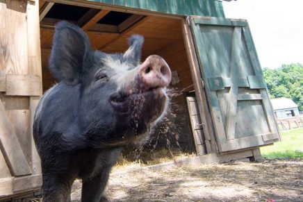 The Catskill Animal Sanctuary Shindig