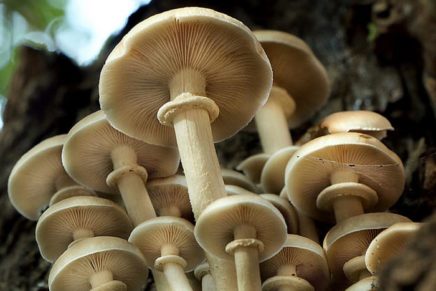 Learn how to forage for mushrooms at Slabsides