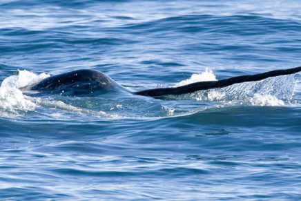Talk on Arctic narwhal expedition