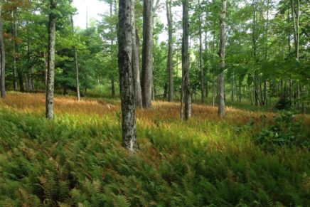 See the secret gardens of Mountain Top Arboretum