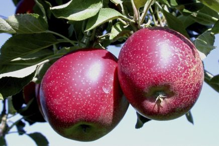 Growing up in apple country