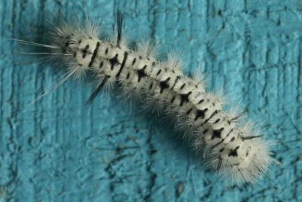 Nature Walk: The toothbrush caterpillars