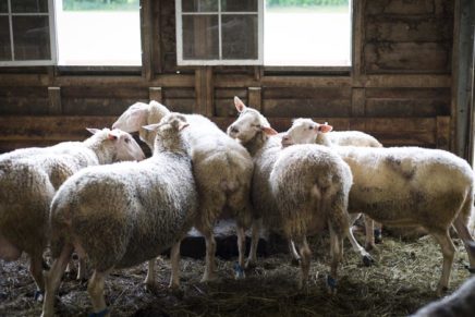 NYS Sheep & Wool Festival at Dutchess Fairgrounds