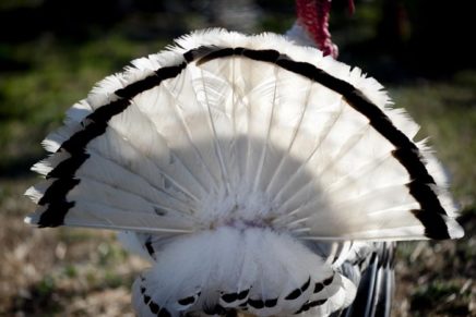 Feed the animals & eat vegan treats at Catskill Animal Sanctuary’s Gobble & Groove