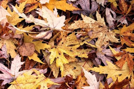 Town of Ulster announces leaf collection schedule