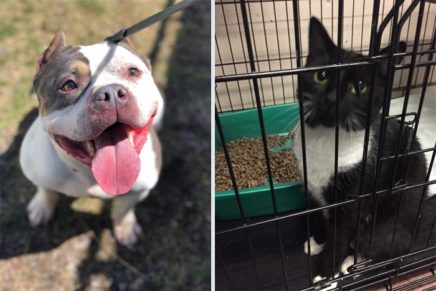 Saugerties Animal Shelter will again seek state funds for improvements