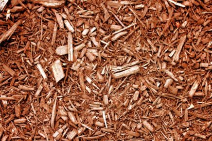 New Paltz mulching, not burning, this year’s Christmas Trees
