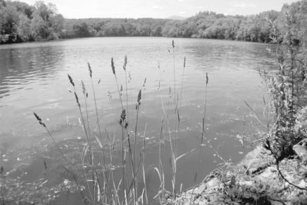 Saugerties considers mechanized trimmer to tackle Esopus-choking water chestnuts