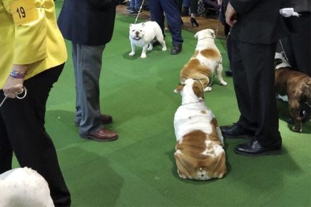 Keeping the Dogs in Line: Westminster 2019