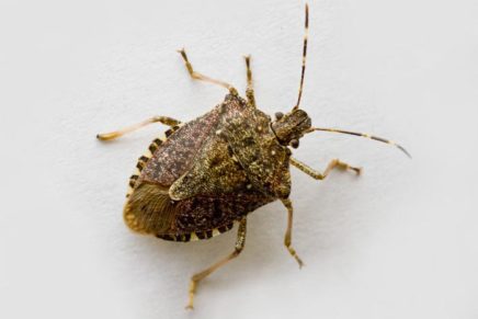 How to control stink bugs