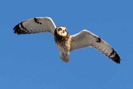 Help out with the Big Sit bird count