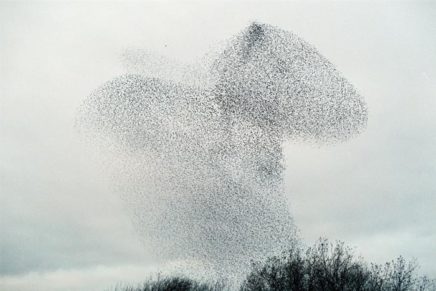A murmuration against starlings