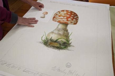 Wendy Hollender’s botanical drawings on view in Rosendale