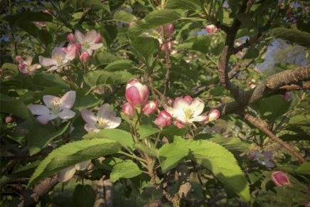 Apple Blossom Day returns to Red Hook