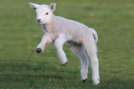 Chancellor’s Sheep & Wool Showcase at Clermont