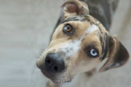 Open House at Paws Unlimited’s new senior dog shelter