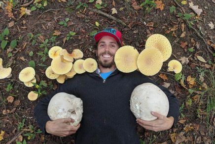 Foraging, herbal medicine workshops in Woodstock & Red Hook