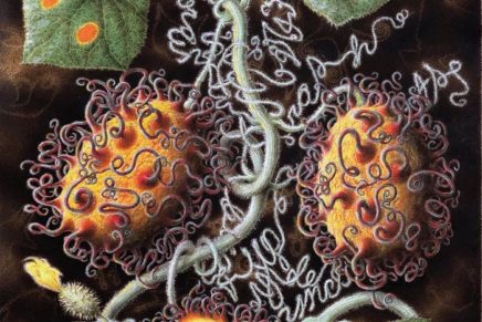 “Madness in Vegetables” at Dorsky Museum in New Paltz