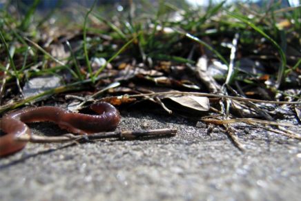 Non-native earthworms threaten mountain laurels, rhododendrons and blueberries