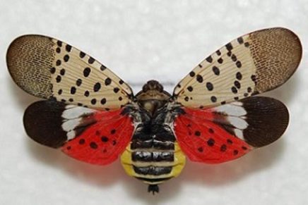 Spotted lanternfly: New York’s newest insect invasion