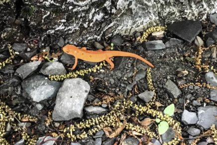 Make way for the red eft