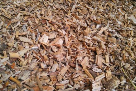 New Paltz man deals with the consequences of failing to secure a permit for cutting down trees