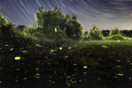 Art: Mauney’s Nocturnal Transmissions