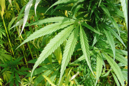 Ulster County organic farm wants to grow hemp