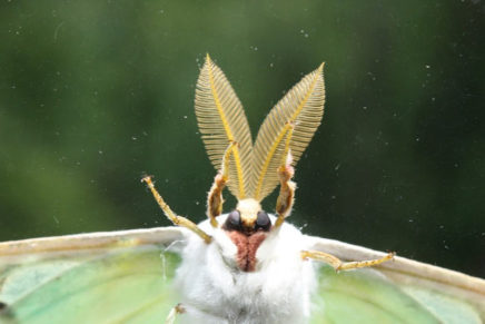Moth Night at Burroughs Sanctuary in West Park