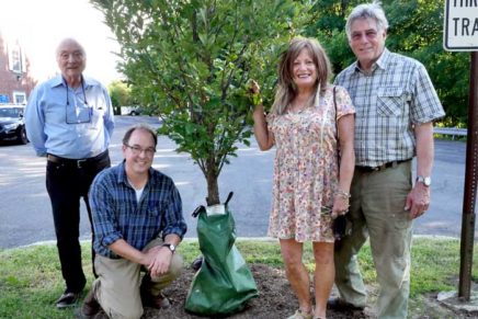 New Paltz experiments with oak shade trees
