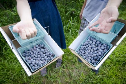 Blueberries celebrated in Ellenville
