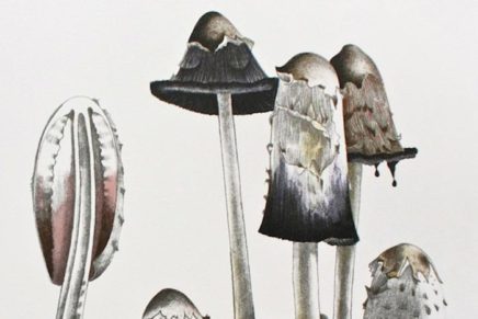 Bard hosts second annual John Cage Mycology Weekend
