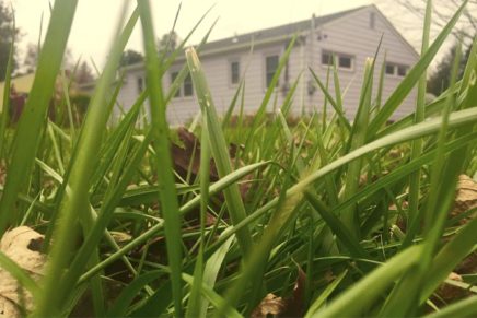 New Paltz village decides against loosening lawn cutting regs