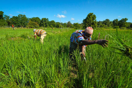African rice farmers test traditions against Hudson Valley climate