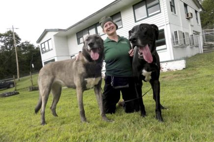 New Paltz woman trains dogs & humans to get along